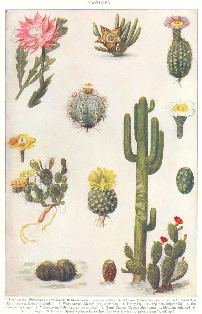 CACTUS. Leaf globe wart melon giant Stapelia Cereus Hairy Mexican opuntia 1907